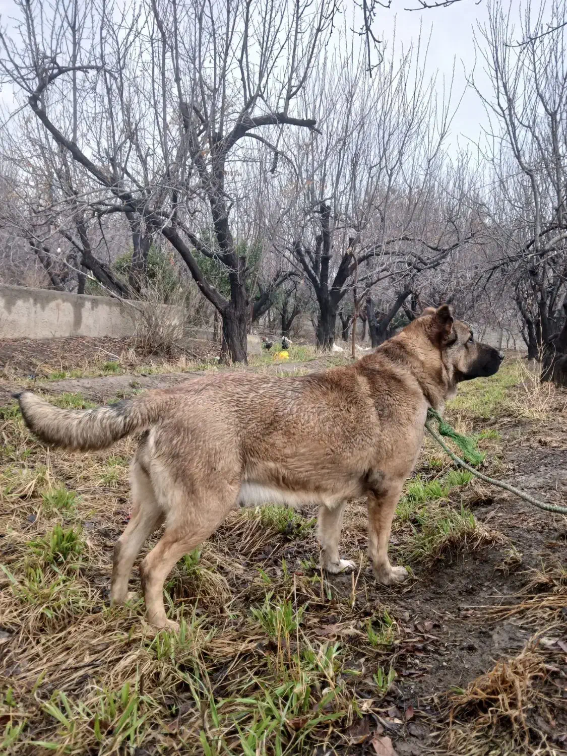 ماده سرابی|سگ|مشکین‌دشت, |دیوار