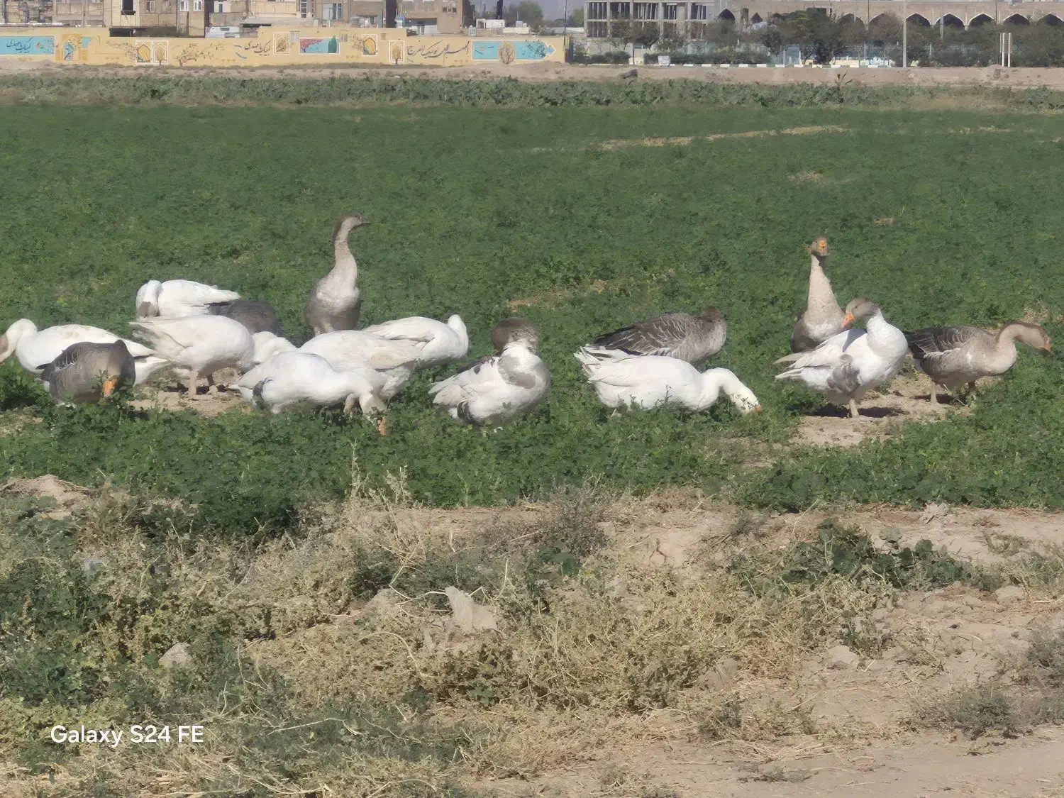 غاز|حیوانات مزرعه|قم, جمکران|دیوار