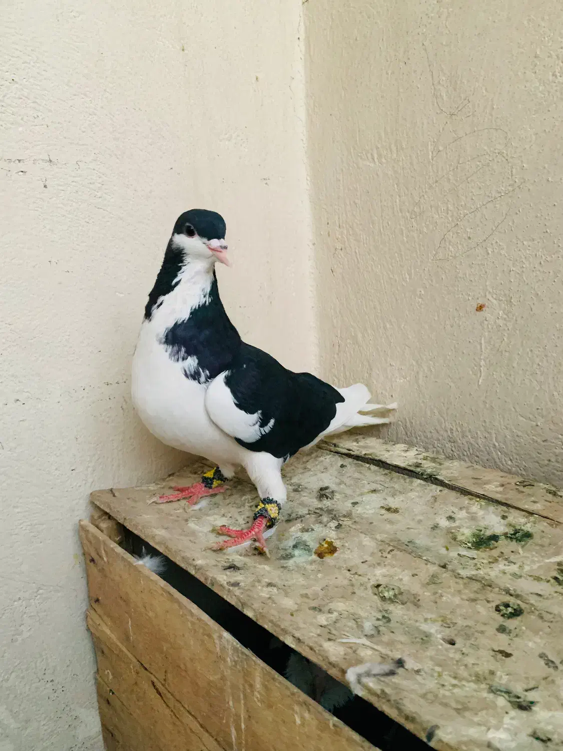 کبوتر|حیوانات|پیشوا, |دیوار