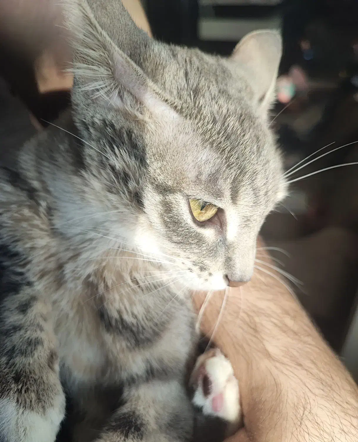 گربه خاص|گربه|اردبیل, |دیوار