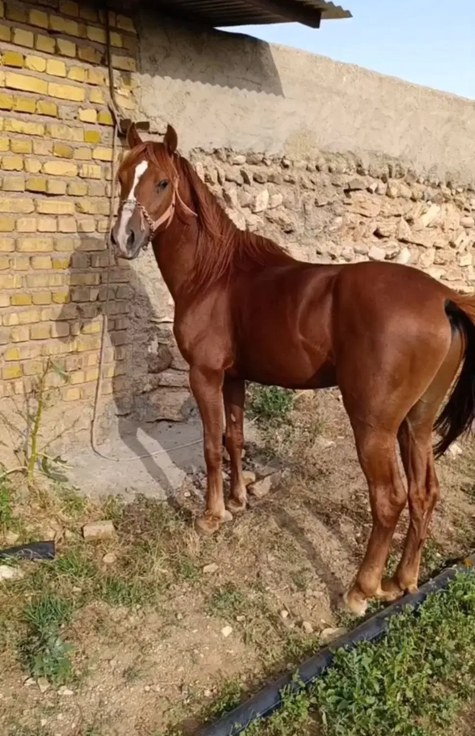 اسب‌فروشی|اسب و تجهیزات اسب‌سواری|آوج, |دیوار