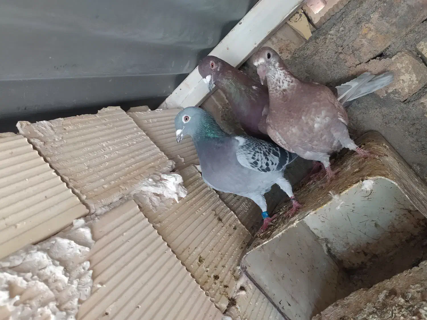 بوم پلاکی|پرنده|شاهین‌شهر, عطار|دیوار