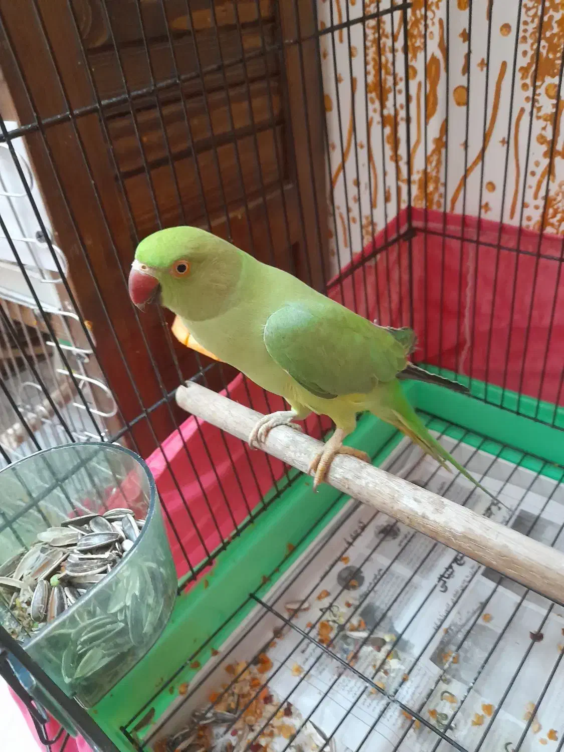 ملنگو جوان|پرنده|رشت, نیکمرام|دیوار