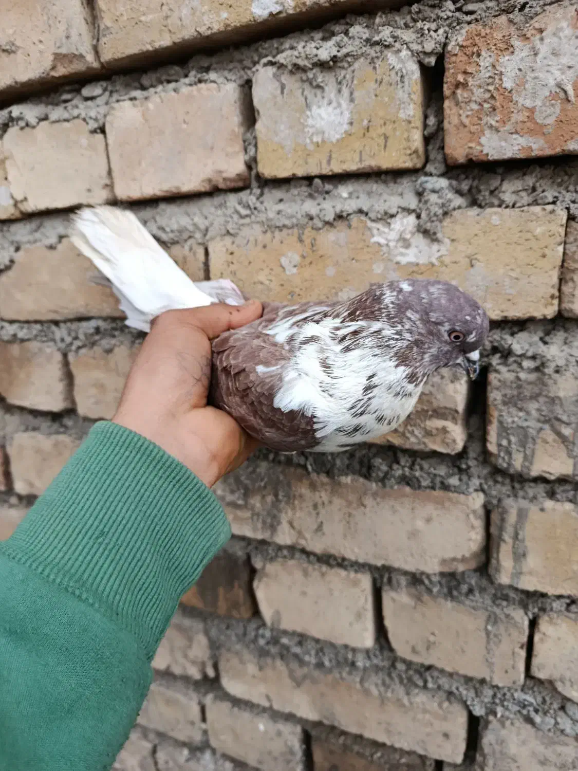 کفتر|پرنده|سامن, |دیوار