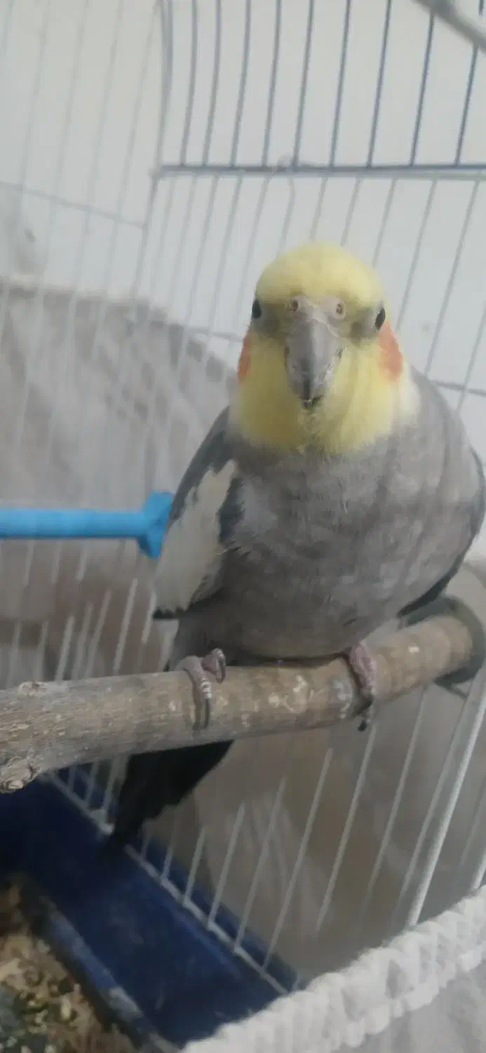 عروس هلندی|پرنده|تاکستان, |دیوار