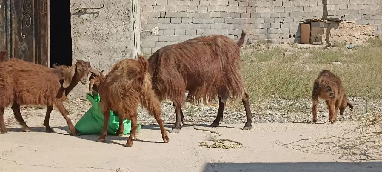 بز و بزغاله|حیوانات مزرعه|کرج, شاهینویلا|دیوار