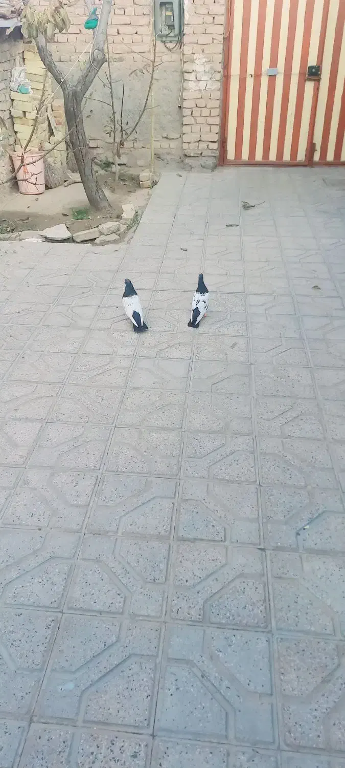 نروماده سینه سیاه جوون پرشی به شرط همه چی|پرنده|قوچان, |دیوار