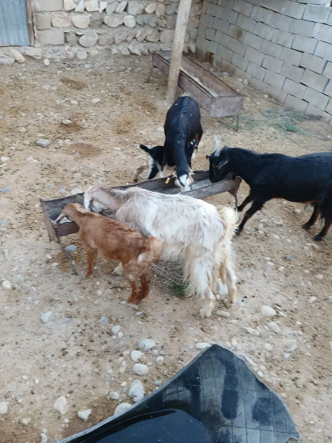 فروش دام|حیوانات مزرعه|مهران (ایلام), |دیوار