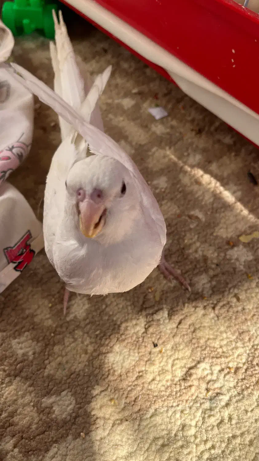 عروس هلندی|پرنده|اصفهان, آفاران|دیوار