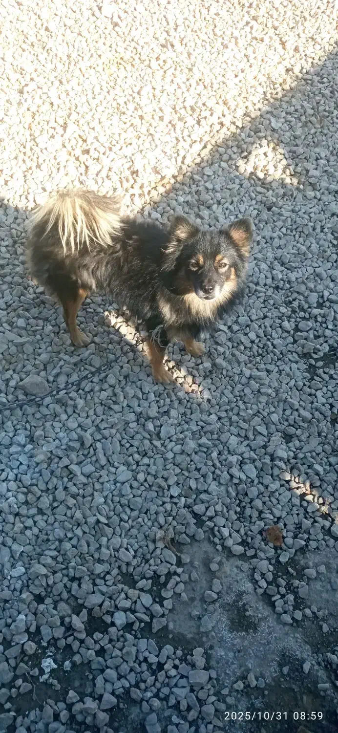 سگ دستی وباهوش|سگ|سیمکان, |دیوار