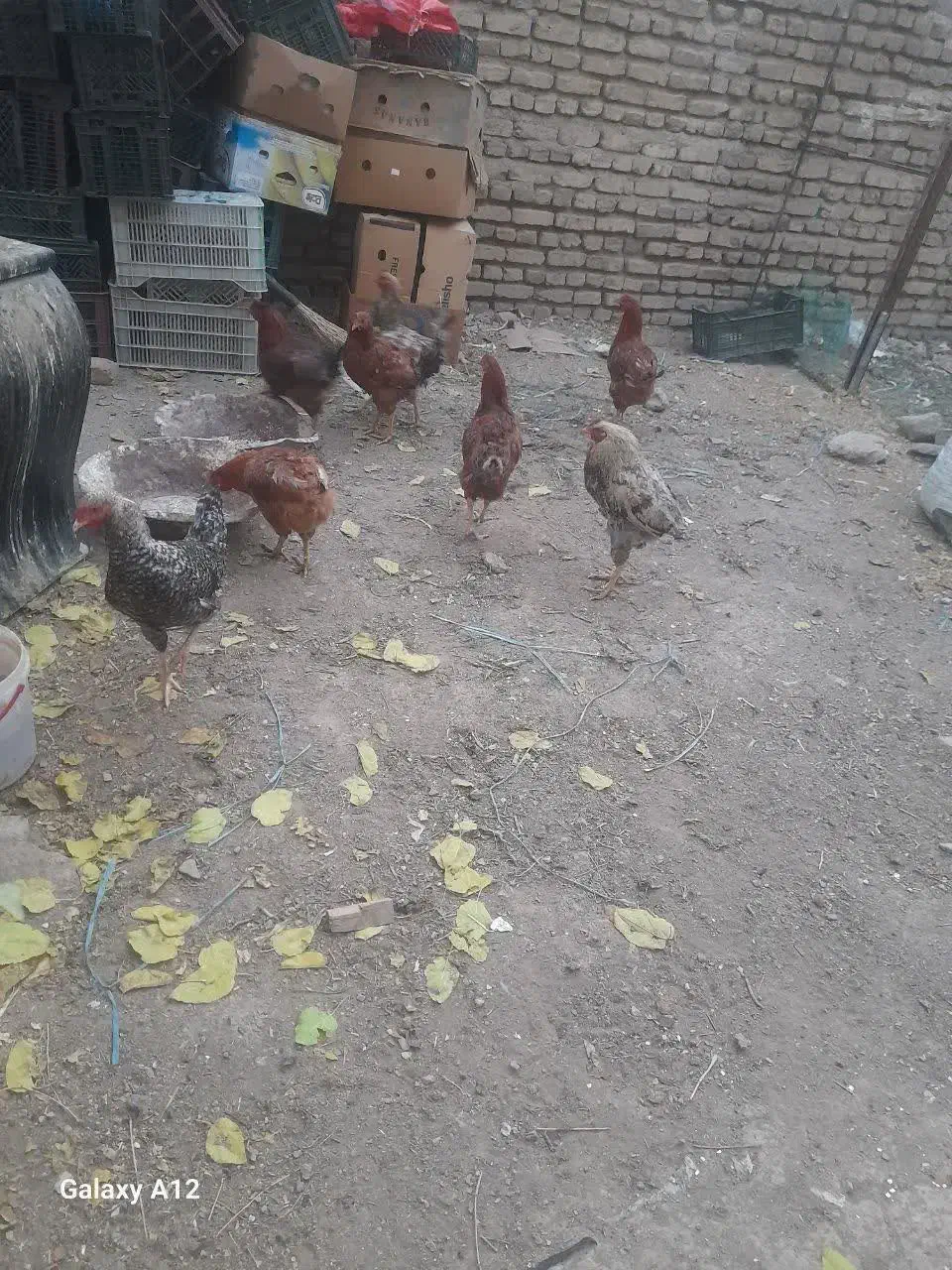 خروس لاری|حیوانات مزرعه|بومهن, |دیوار