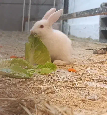 خرگوش|موش و خرگوش|سبزوار, پامنار|دیوار