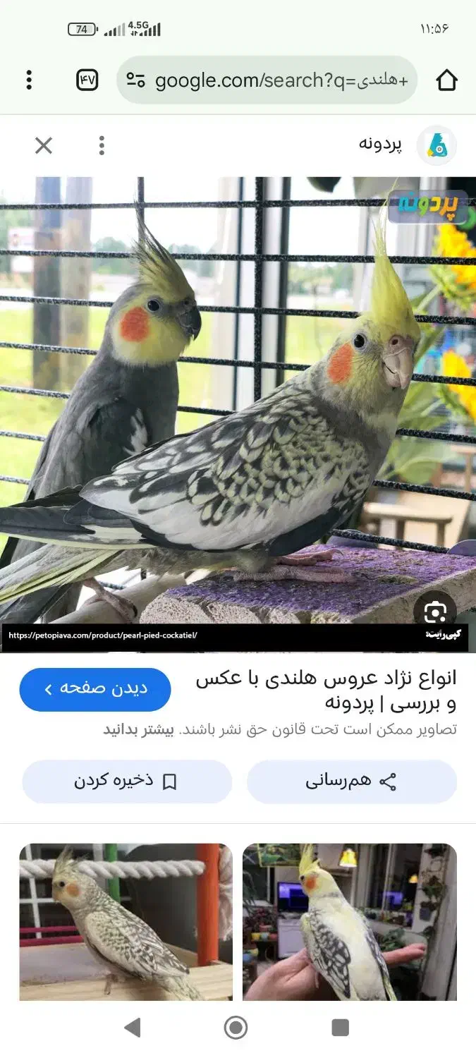 فروش یک جفت عروس هلندی بایک جفت طوطی گتوله|پرنده|زرند, |دیوار