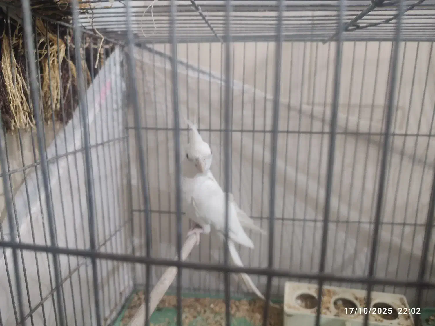 عروس هلندی نر البینو|پرنده|قم, کیوانفر|دیوار