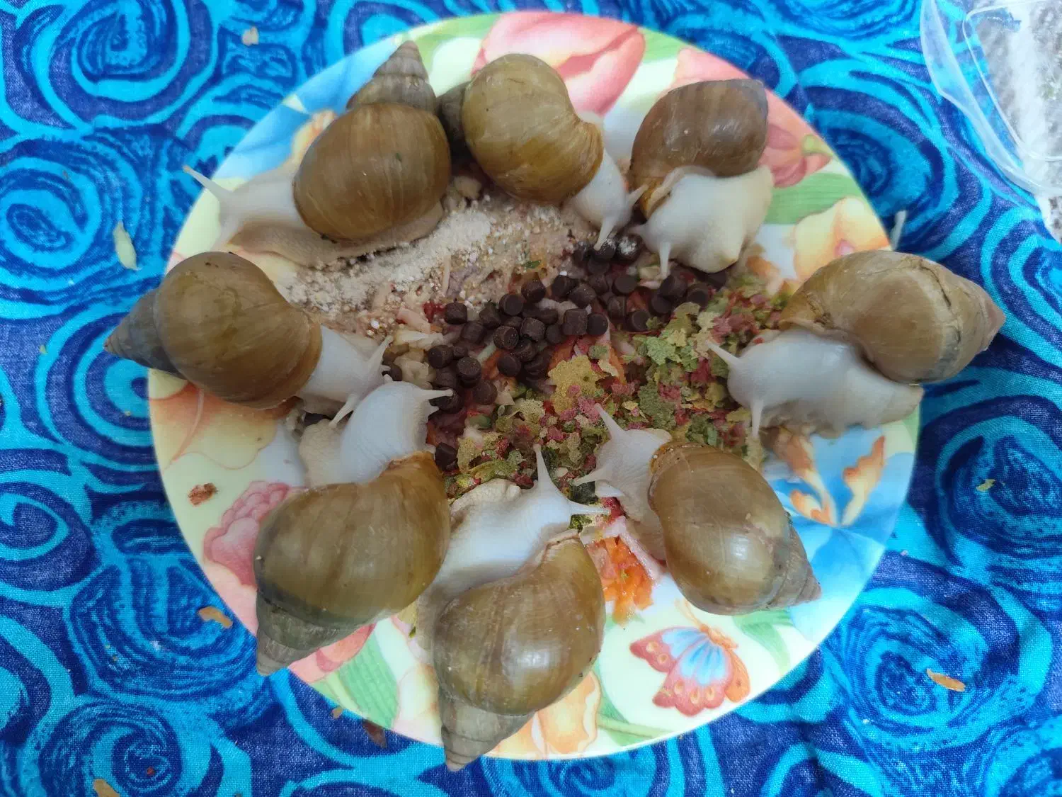 حلزون|خزنده|شیراز, شاهچراغ|دیوار