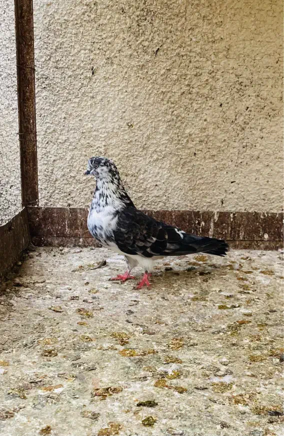 کبوتر|پرنده|علیآباد کتول, |دیوار