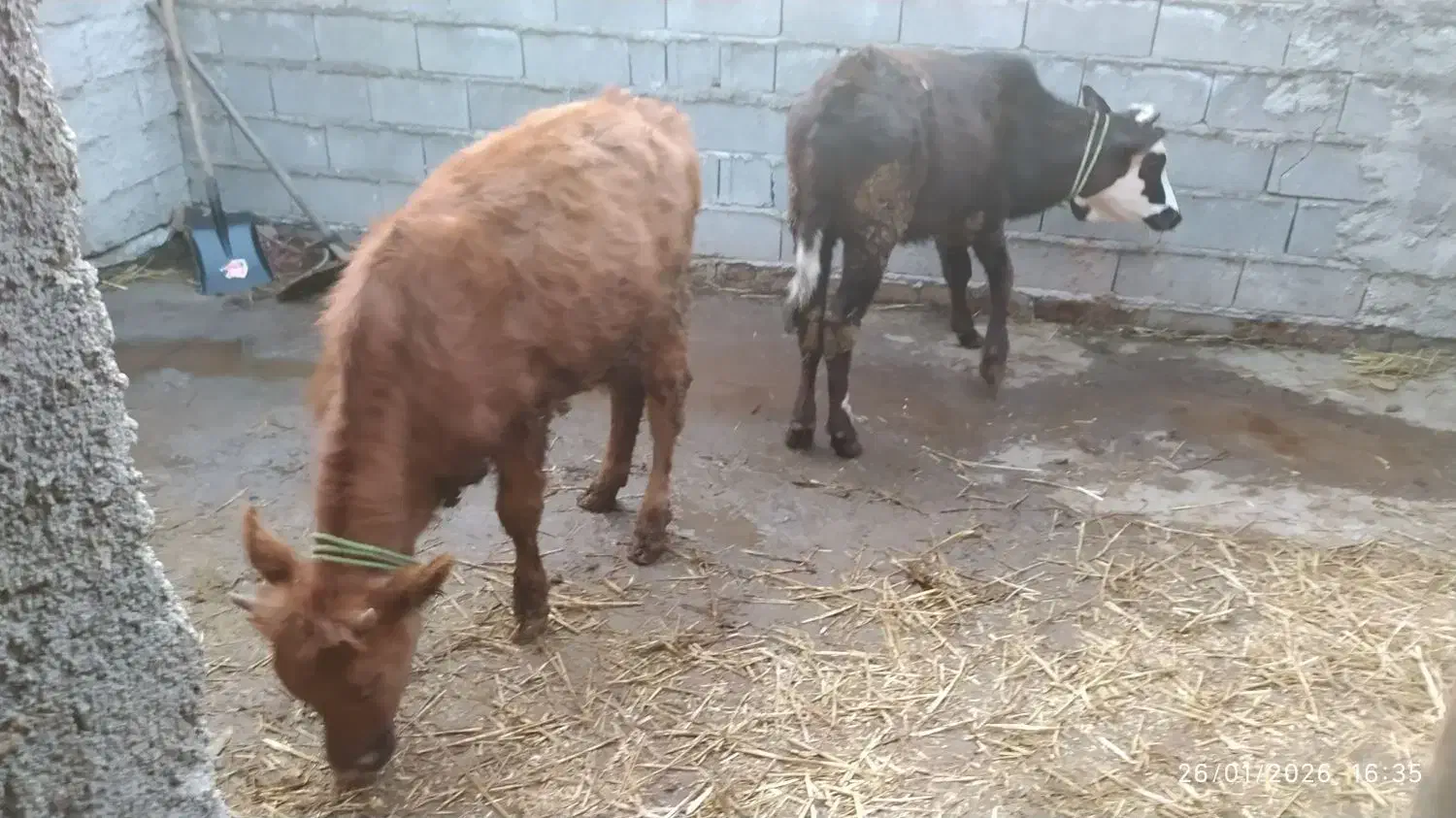 یه راس گوساله محلی|حیوانات مزرعه|سرخنکلاته, |دیوار