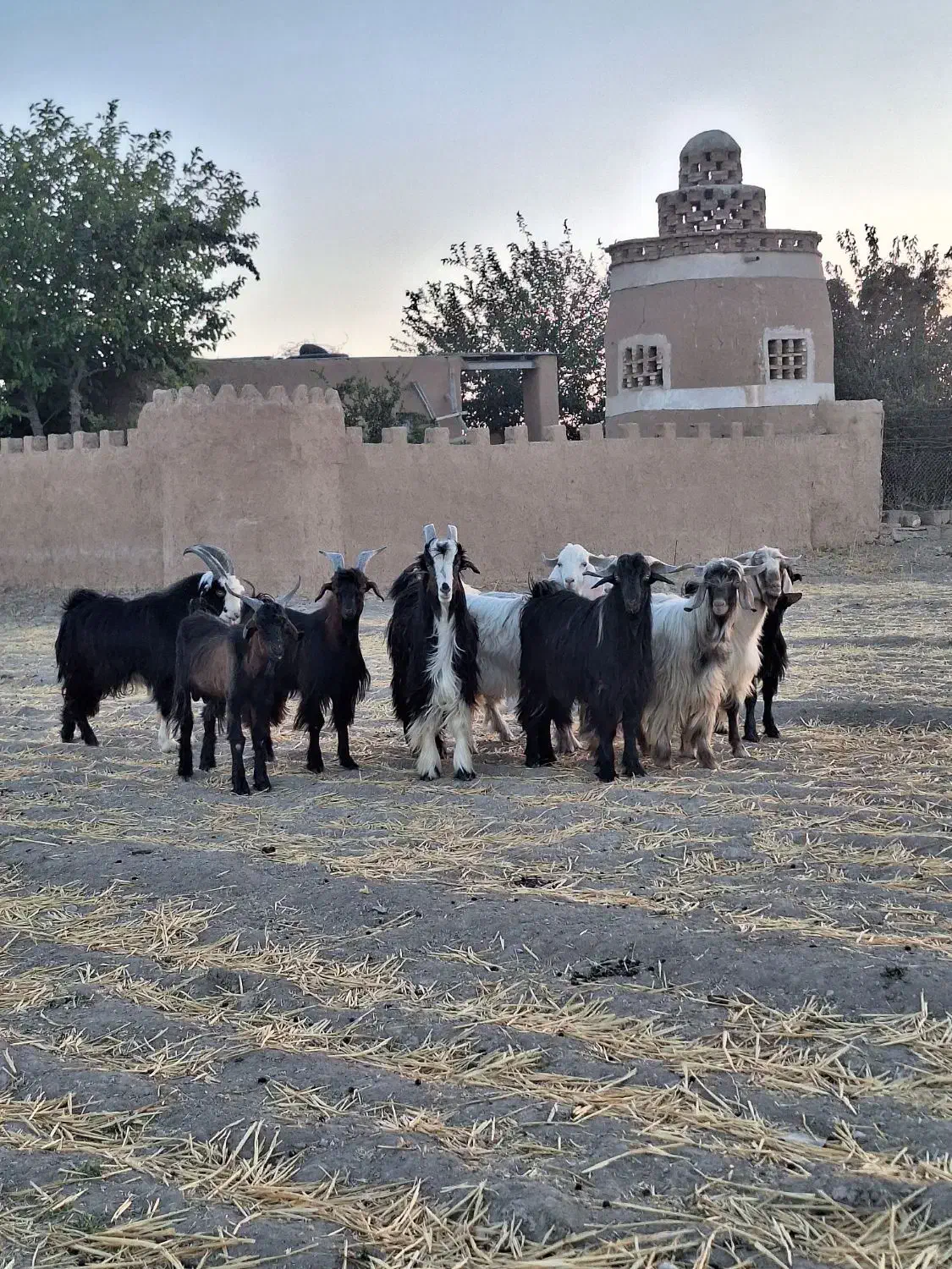 بز و بزغاله پرواری|حیوانات مزرعه|مبارکه, |دیوار