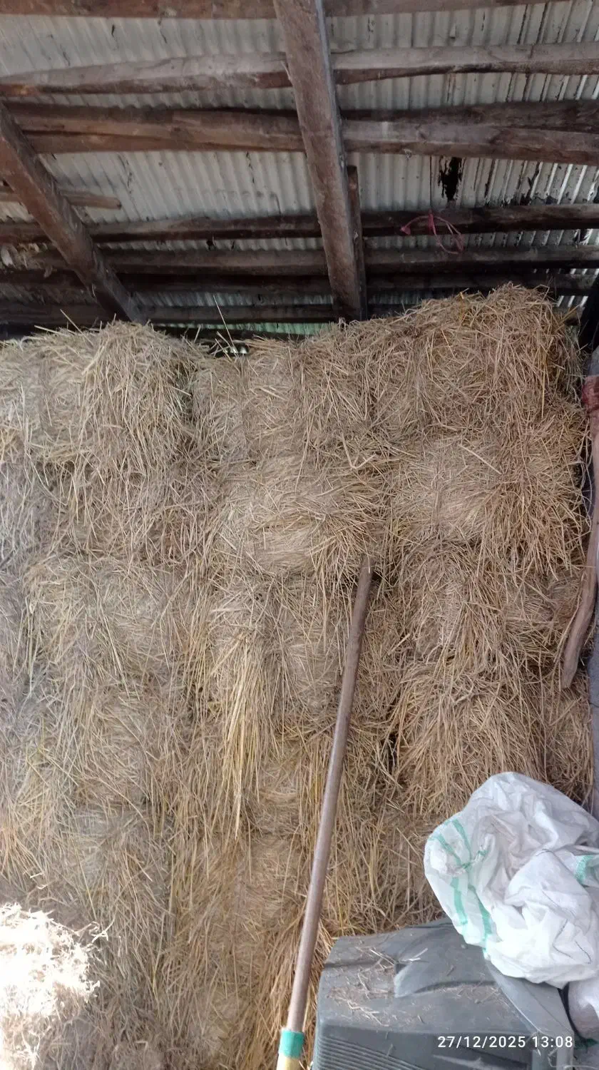 سرچینا|لوازم جانبی حیوانات|کوچصفهان, |دیوار