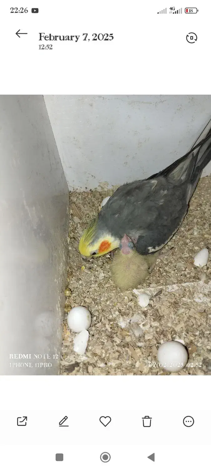 معاوضه با چندتا مرغ تخم گذار|حیوانات مزرعه|املش, |دیوار