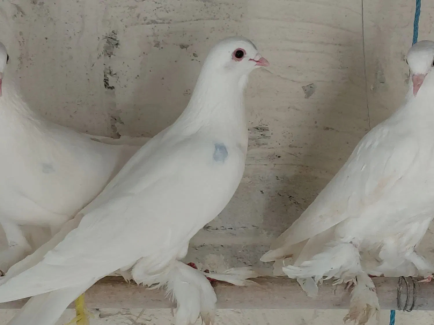 کبوتر قزقن سالم|پرنده|باسمنج, |دیوار