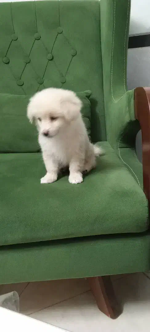 سگ پامراشپیتز|سگ|نیریز, |دیوار