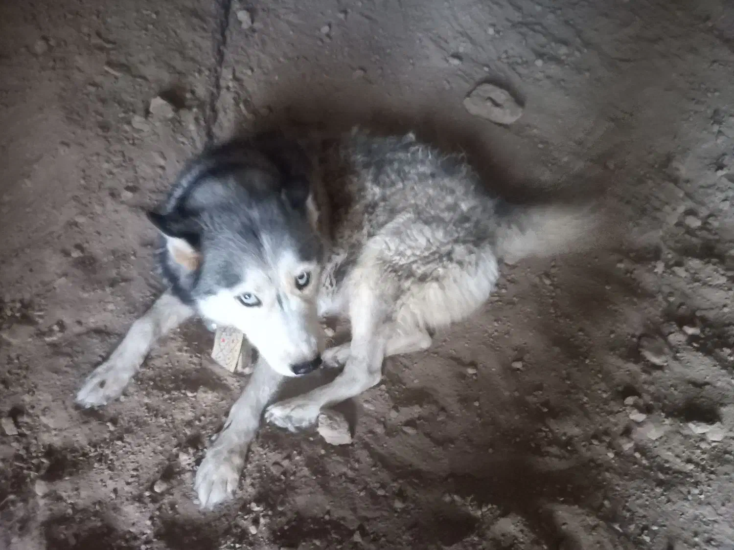 سگ هاسکی|سگ|سمنان, |دیوار