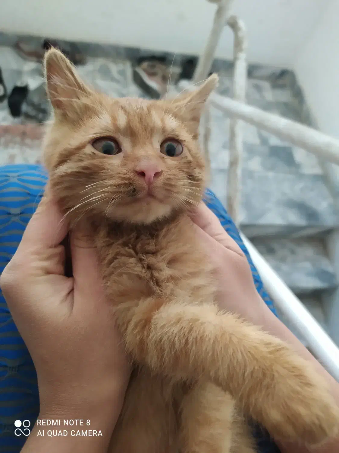 گربه Dsh|گربه|مشهد, تربیت (صدف)|دیوار