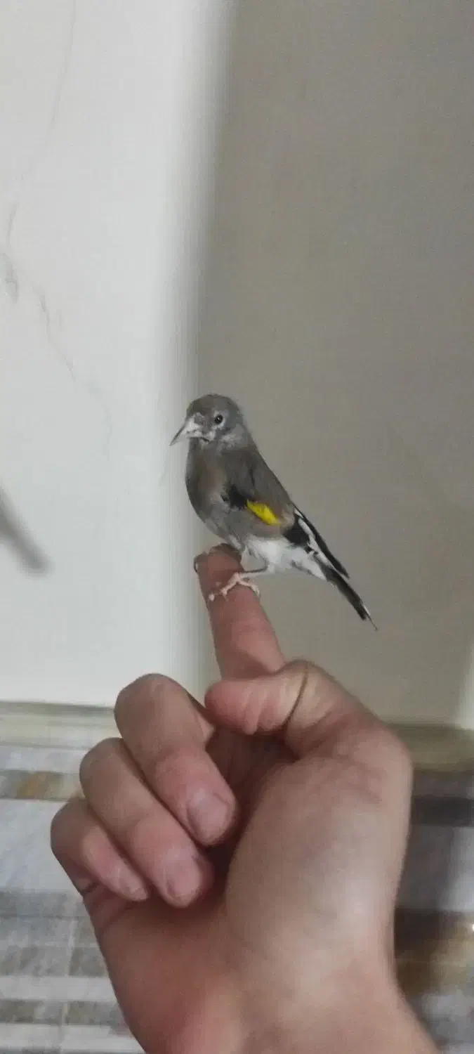 سهره نر گل انداخته|پرنده|ساوه, |دیوار