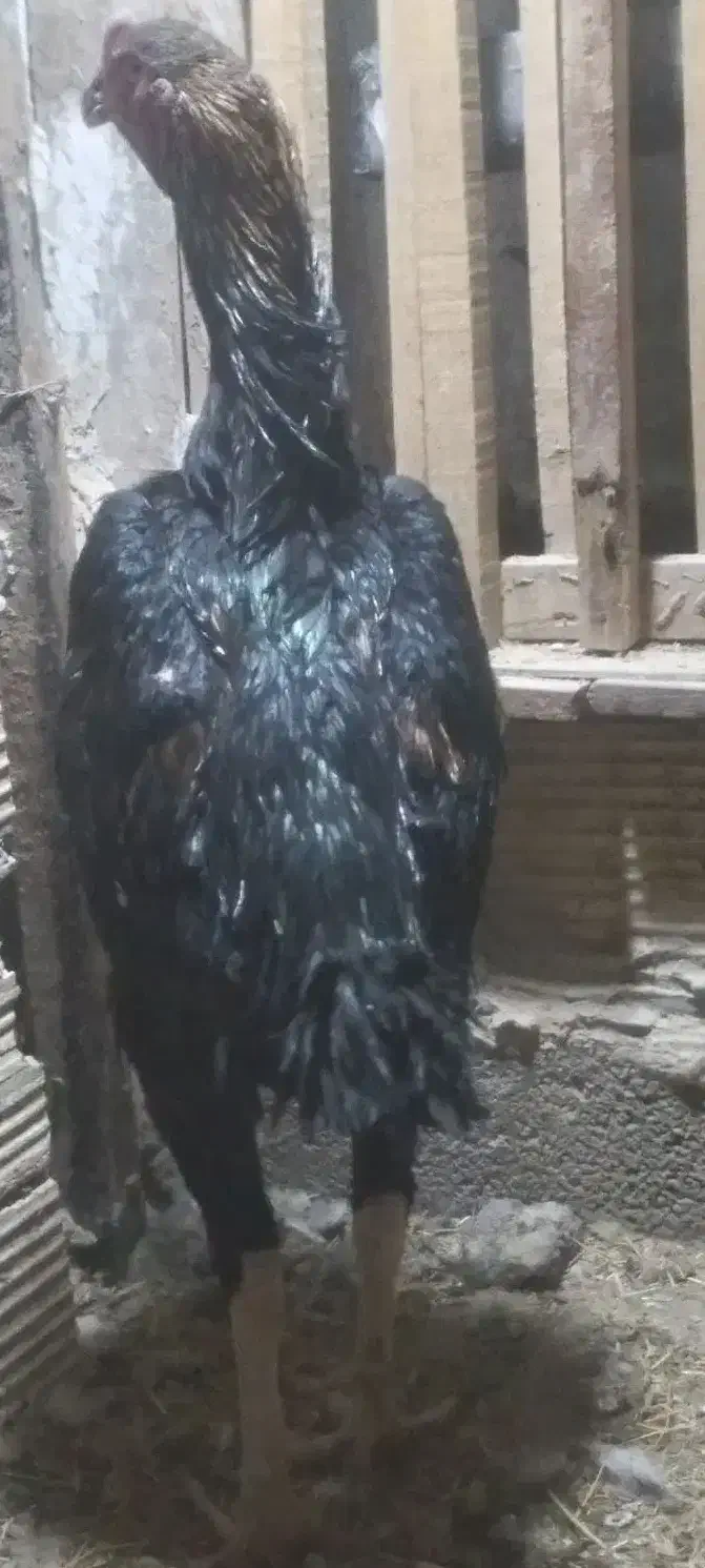 خروس  لاری اوشامو ومرغ برهما|حیوانات مزرعه|قروه, |دیوار