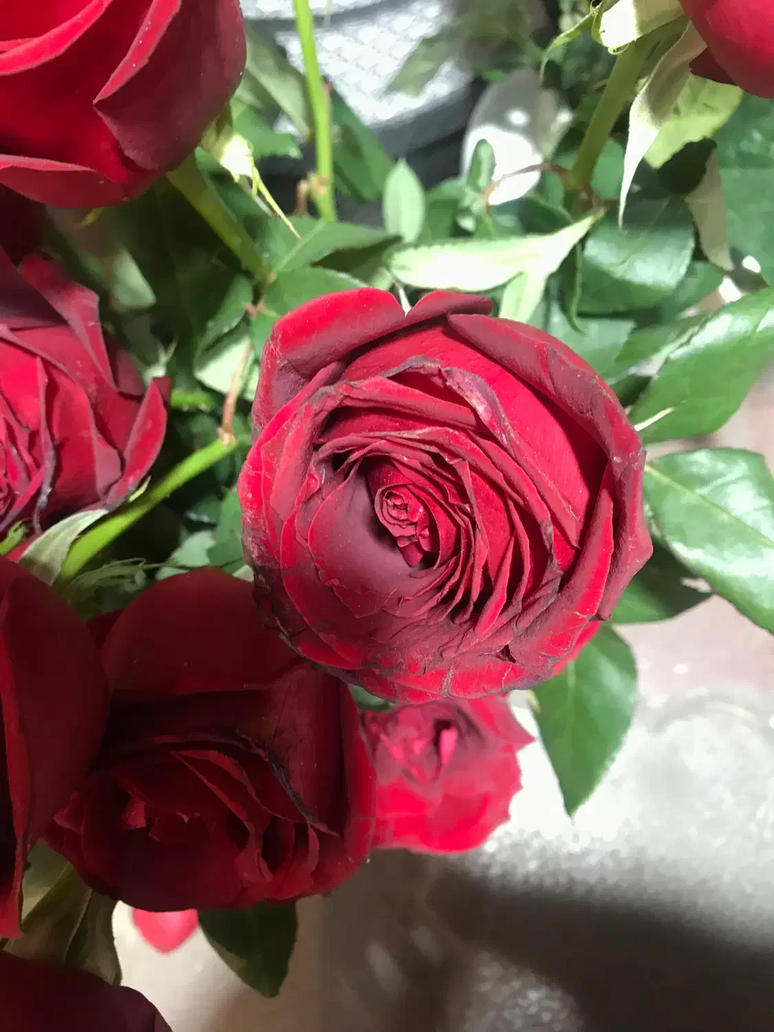 گل رز|گل و گیاه طبیعی|رشت, استادسرا|دیوار