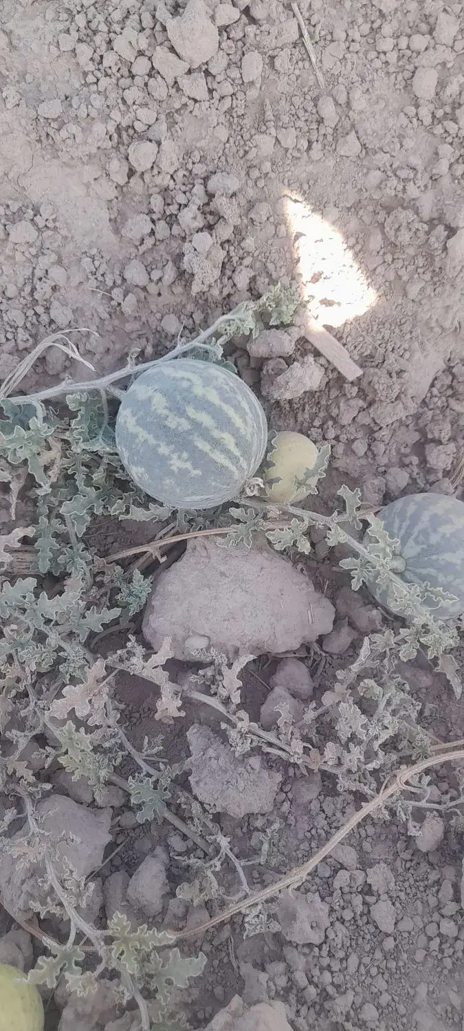 هندوانه ابوجهل|خوردنی و آشامیدنی|ارزوئیه, |دیوار