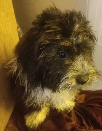 سگ شیتزو|سگ|صدرا-فارس, فاز ۲|دیوار