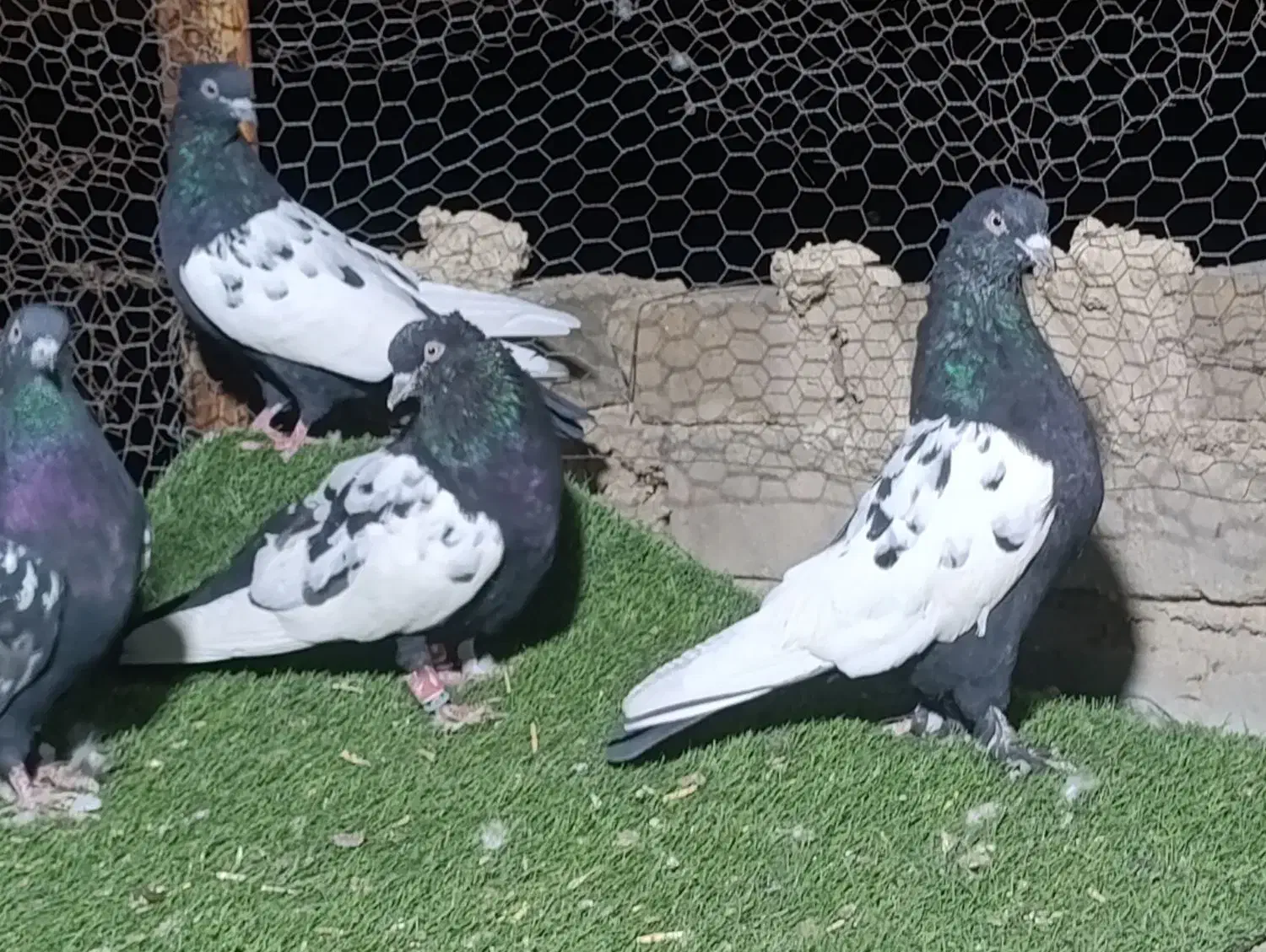 کبوتر سینه سیاه|پرنده|شیراز, شهرک گلستان|دیوار