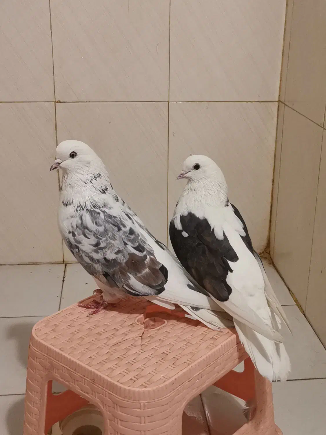 کفتر پرشی نسل دار|پرنده|شاهدشهر, |دیوار