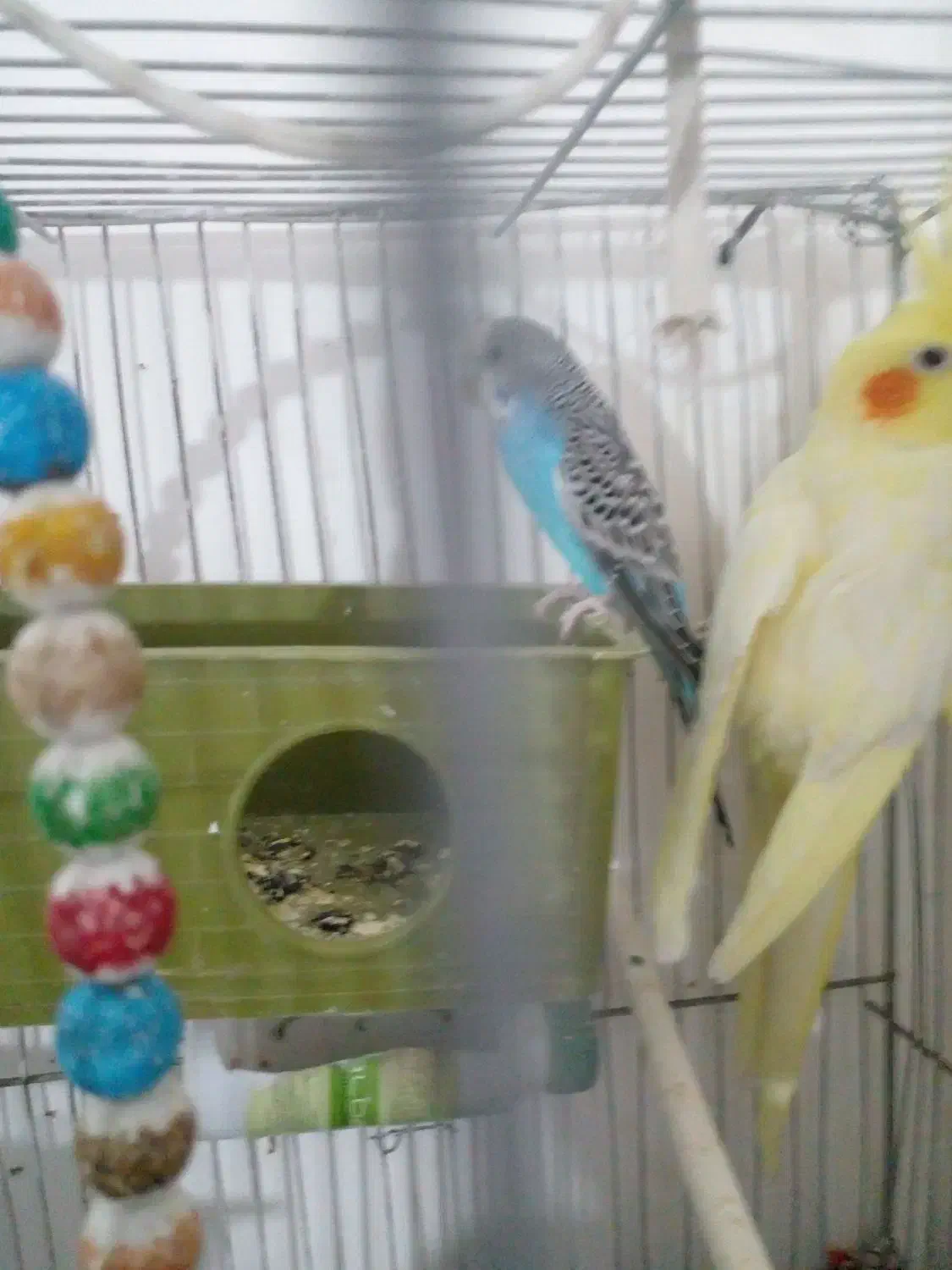 عروس هلندی سالم موقعیت سرایان سه ۴ ۱۸۰۰|پرنده|فردوس (خراسان), |دیوار