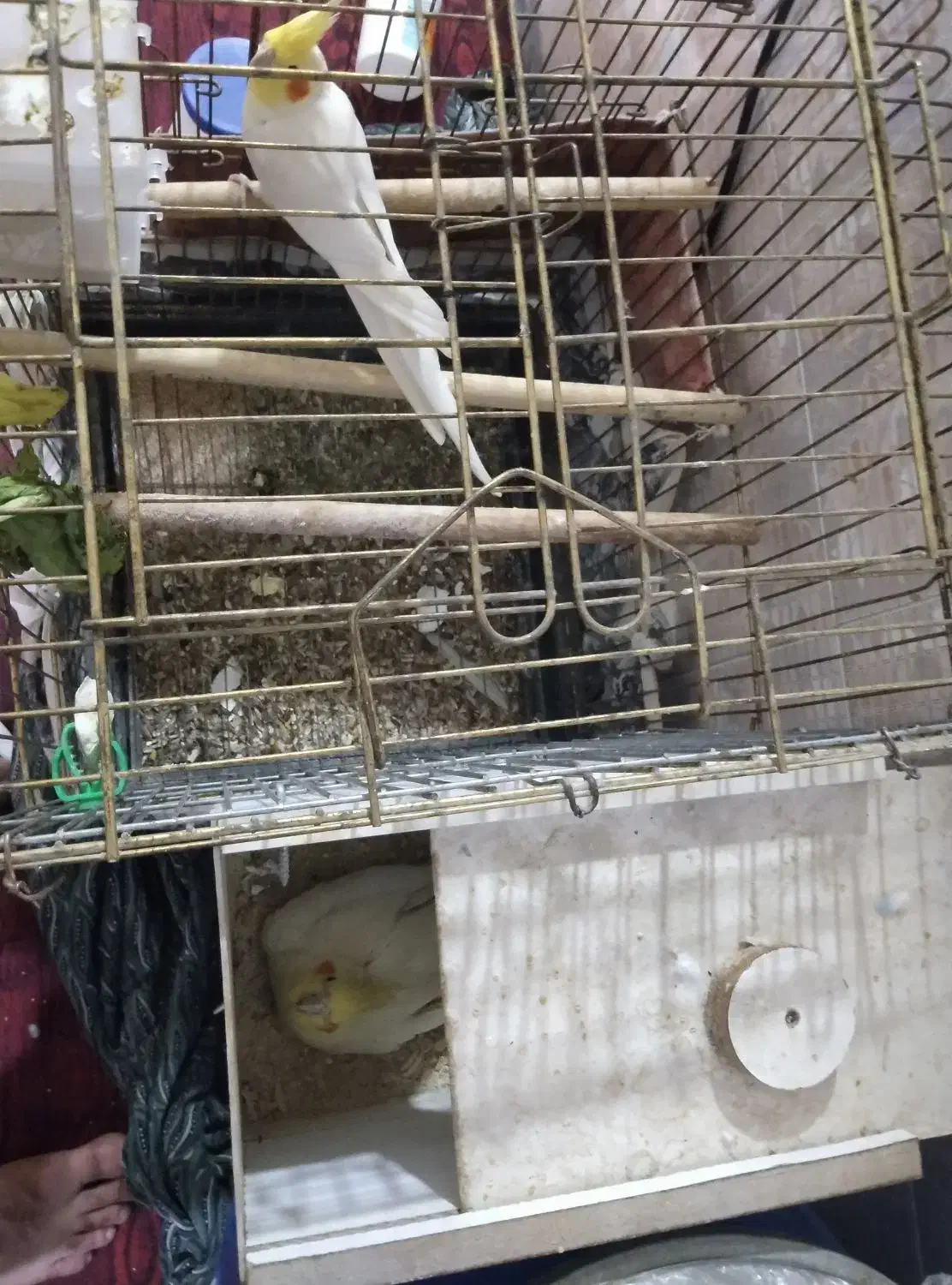 همه نوع پرنده دارم|پرنده|پارسآباد, |دیوار