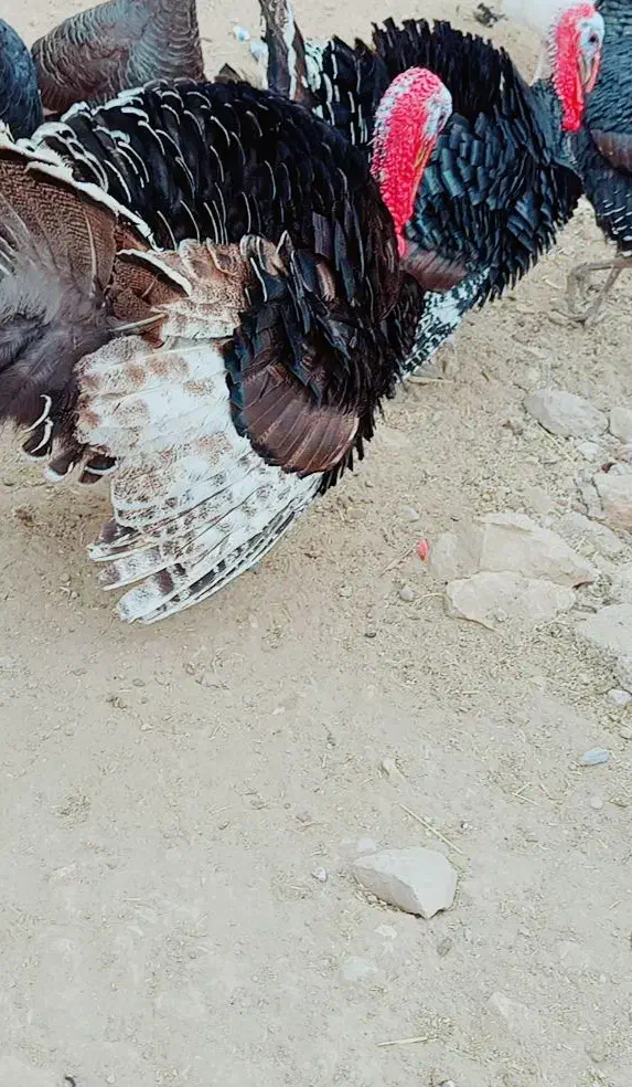 فروش بوقلمون نر محلی سرحال|حیوانات مزرعه|دهدشت, |دیوار