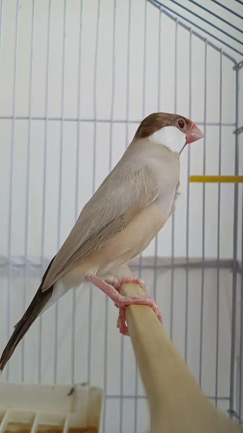 فروش فنج|پرنده|مهر, |دیوار