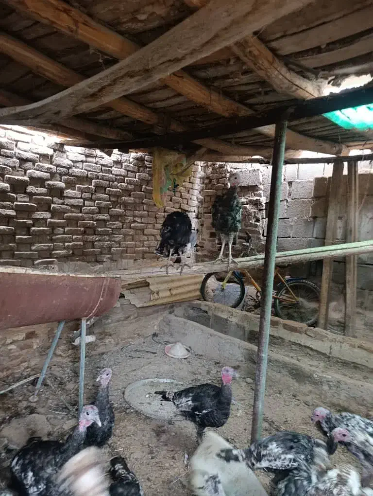 بوقلمون|حیوانات مزرعه|بناب, |دیوار