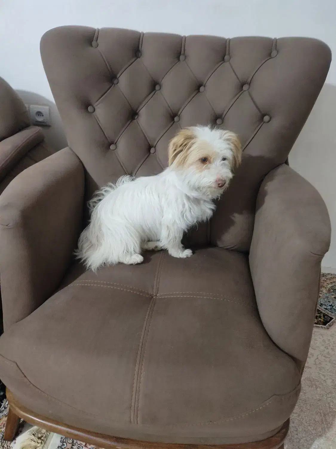 سگ خانگی نژاد ترییِر|سگ|سیلوانه, |دیوار