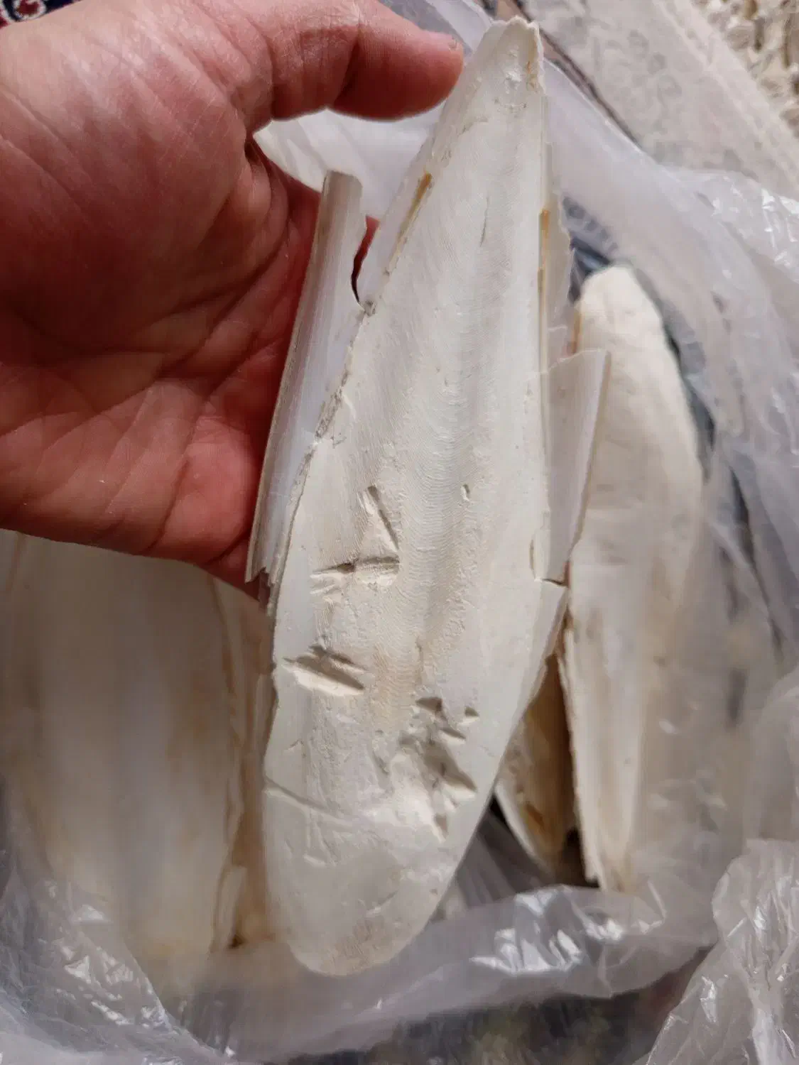 کف دریا 350000|ماهی|گرگان, |دیوار