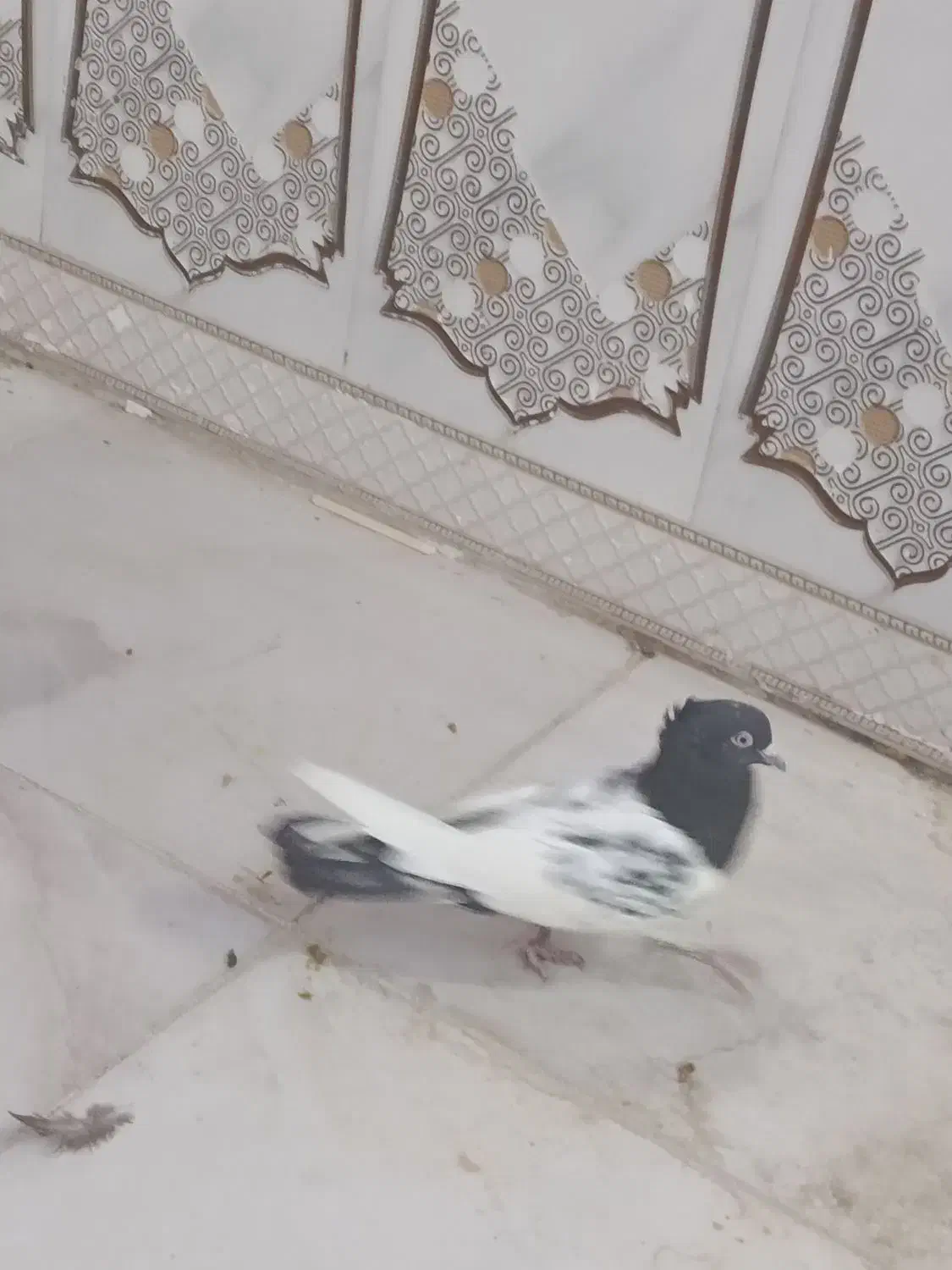 سینه سیاه و کله دم‌سیاه صفت هردو نر|پرنده|اهواز, فتح|دیوار