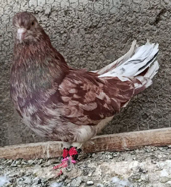 کبوتر  سیاتی سمن‌اتشی|پرنده|کرمانشاه, |دیوار