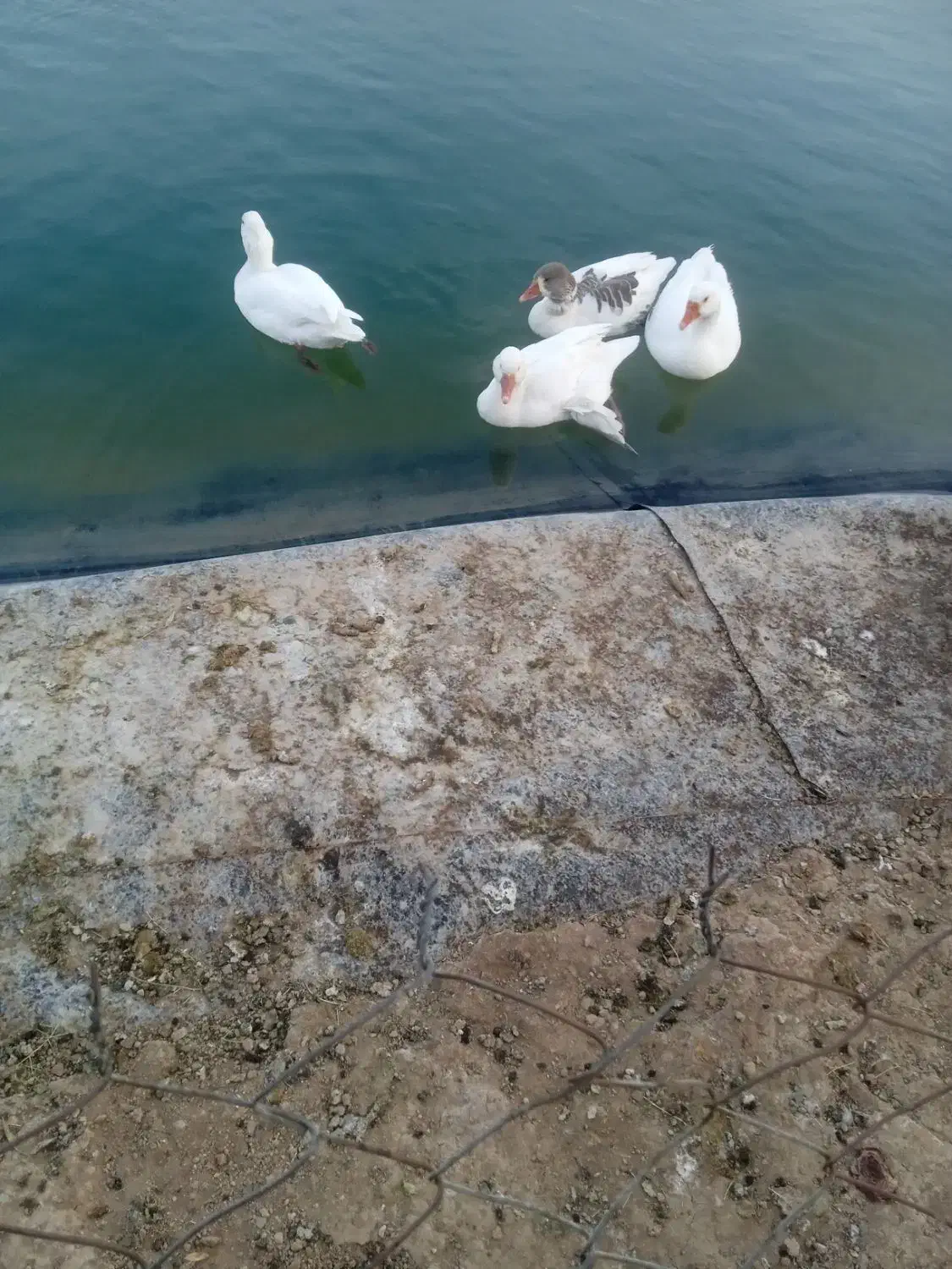 غوغاز|حیوانات مزرعه|اراک, |دیوار