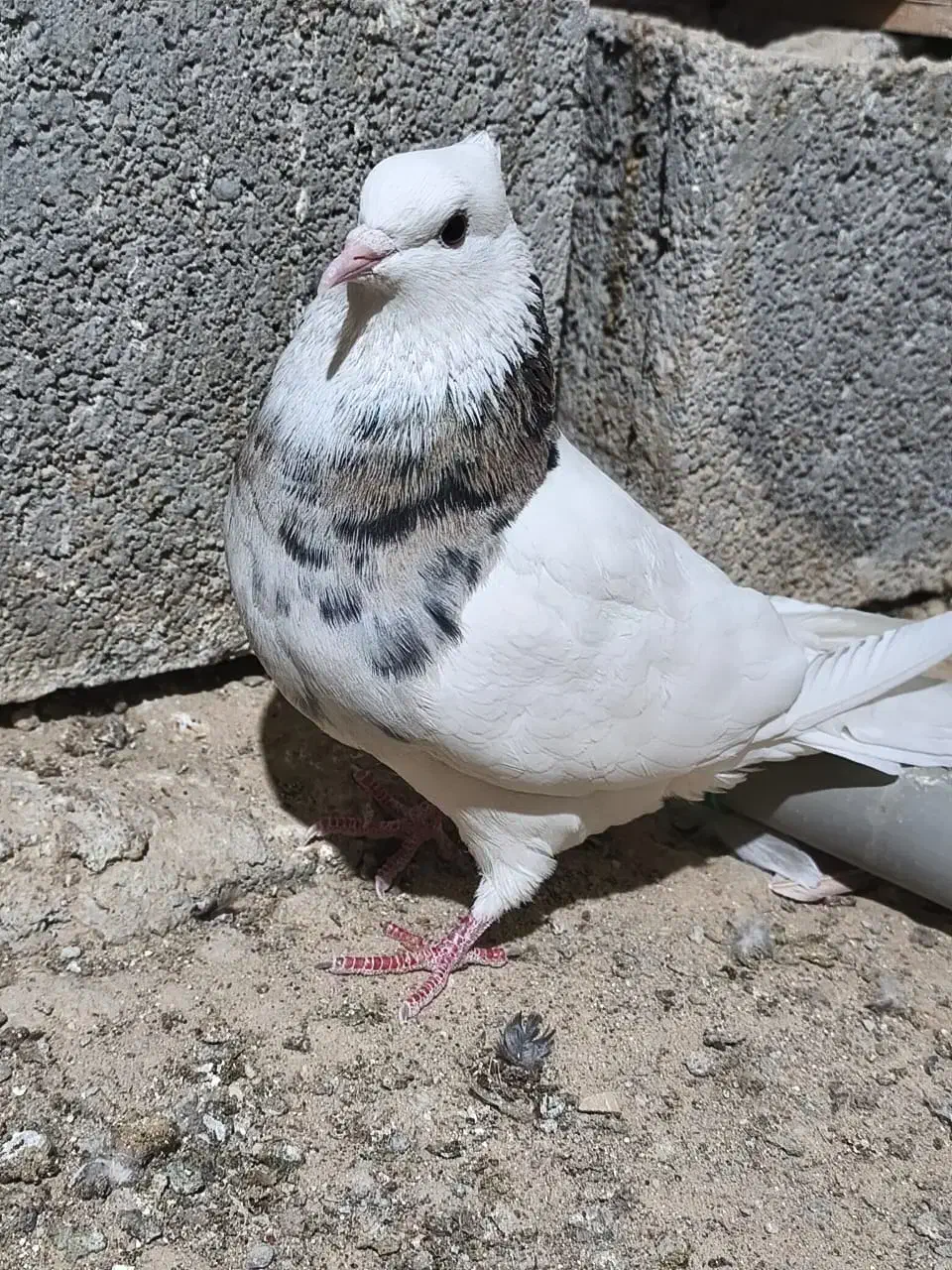 کبوتر طوقی|پرنده|بوشهر, |دیوار