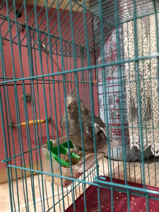 طوطی با قفس|پرنده|رشت, سعدی (تختی)|دیوار