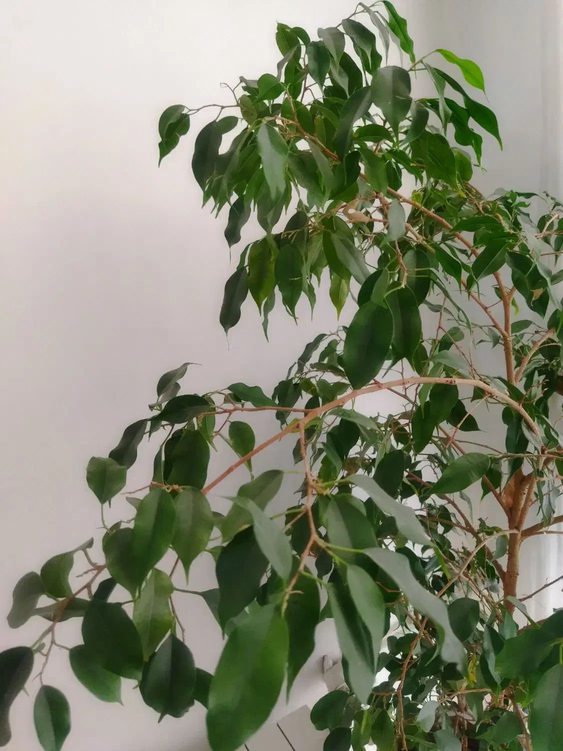 گل و گیاه طبیعی|گل و گیاه طبیعی|تهران, تهرانپارس شرقی|دیوار