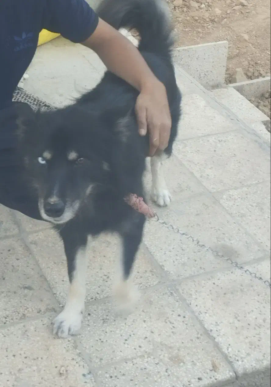 سگ دورگه هاسکی،ژرمن|سگ|بجنورد, |دیوار