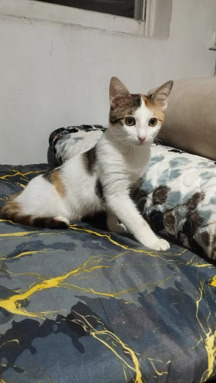 واگذاری بچه گربه|گربه|بندر انزلی, سامانسر|دیوار